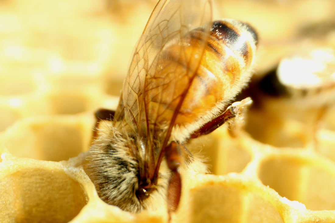 Mānuka Honey - Monofloral or Multifloral, and UMF Ratings