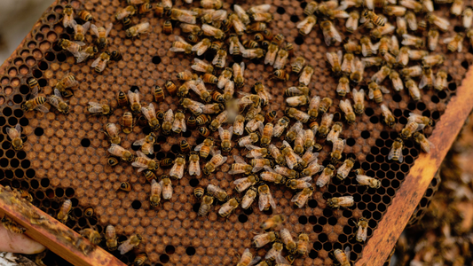 Love Our Bees: Easy ways to help important pollinators